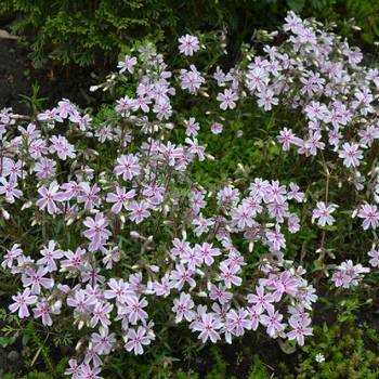 Флокс Phlox subulate ‘Candy Stripes’